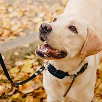Smycze i obroże Smycze i obroże