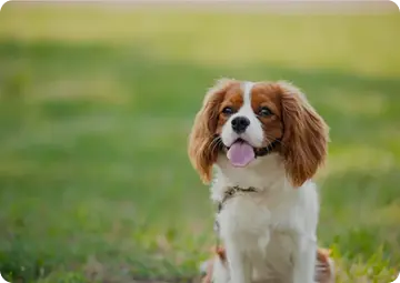 Zadbaj o higienę Twojego czworonoga#Zobacz nasze produkty#L